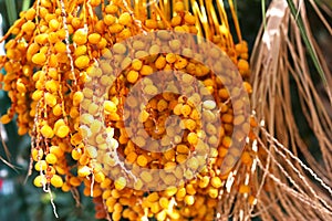 yellow dates berries on palm tree closeup photo in Spanish park