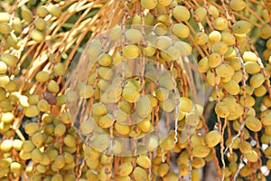 Yellow dates on the date palm tree, agriculture