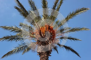 Yellow dates on a palm tree, Phoenix dactylifera