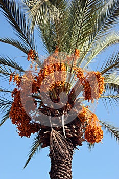 Yellow dates on a palm tree, Phoenix dactylifera