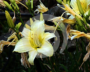 Yellow day lilly