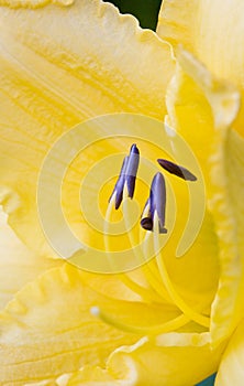 Yellow Day Lily