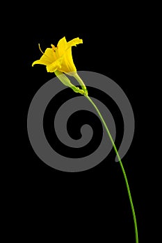 Yellow day lily on dark background