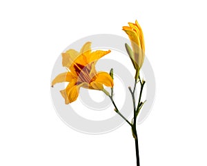 Yellow day-lily flowers isolated over white