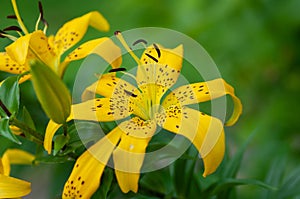 Yellow day tiger lily, lily green scene background