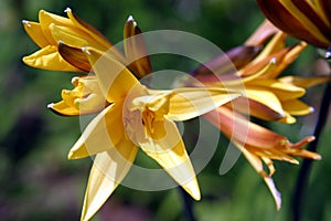 Yellow Daylilies photo