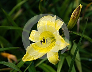 Yellow Daylilies Flower