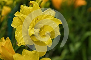 Yellow daylilies flowers or Hemerocallis. Daylilies on green leaves background. Flower beds with flowers in garden.