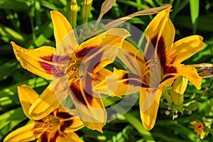 Yellow daylilies flowers or Hemerocallis. Daylilies on green leaves background. Flower beds with flowers in garden.