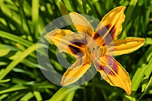 Yellow daylilies flowers or Hemerocallis. Daylilies on green leaves background. Flower beds with flowers in garden.