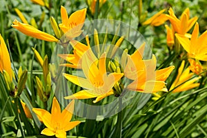 Yellow daylilies (Hemerocallis middendofii) blooming in a garden