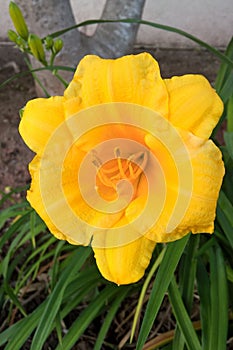 Yellow Daylilies