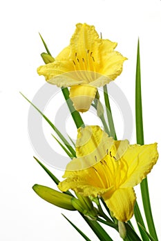 Yellow Daylily photo