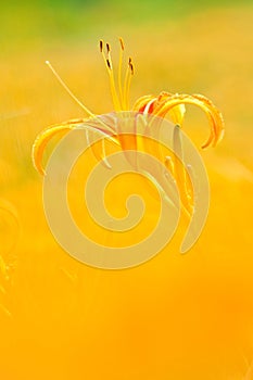 Yellow daylily photo