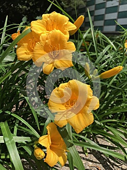 Yellow Daylily