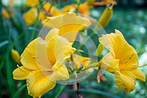 Yellow daylily blooms Hemerocallis lilioasphodelus