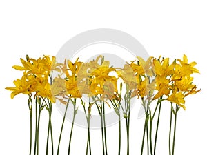 Yellow daylily border isolated on white background. Very beautiful flowers