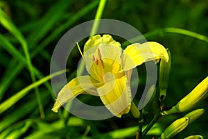 Yellow daylily. Cultivated flower.