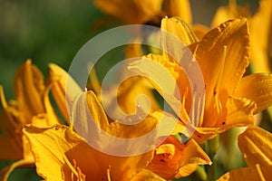 Yellow Daylily flower in the sunlight.