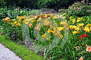 Yellow daylily flowers