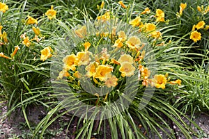 Yellow, daylily flowers and green leaves in ornamental garden
