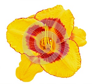 Yellow daylily (Hemerocallis) closeup isolated on white