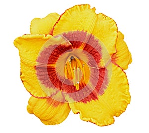 Yellow daylily (Hemerocallis) flower isolated on white