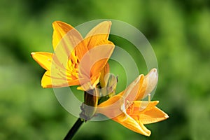 Yellow Daylily or Hemerocallis Flowers Close Up