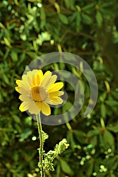 Yellow daysi flower garden nature park photo