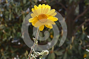 Yellow daysi flower garden nature park photo