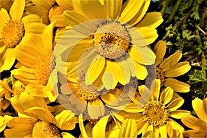 Yellow daysi flower garden nature park photo