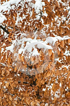 Yellow dead dry leaves of old oak tree Quercus robur covered with snow in the winter season vertical background image selective