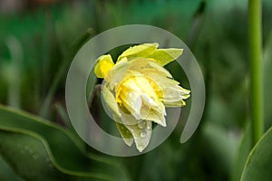 Yellow decorative daffodil and raindrops. macro photo.