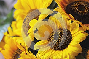 Yellow decorative flowers sunflowers close up