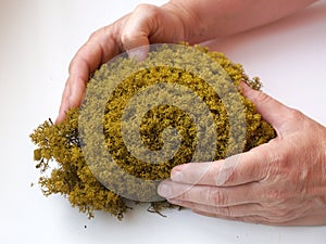 Yellow decorative stabilized moss in female hands