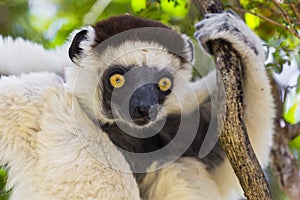 Yellow deep gaze eyes on a white lemur in Madagascar