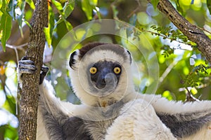 Yellow deep gaze eyes on a white lemur in Madagascar