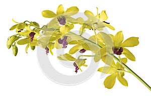 Yellow Dendrobium Orchid on White Background.