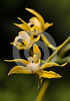 Yellow dendrobium orchids