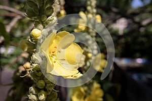 Yellow Denseflower mullein flower (verbascum densiflorum) in summer