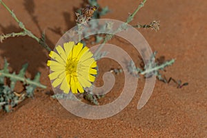 Yellow Desert Flower in Bloom in the United Arab Emirates