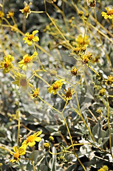 Yellow Desert Flowers