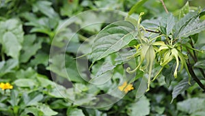 Yellow desmos chinensis flower