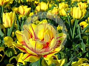 Yellow detail of tulip flower