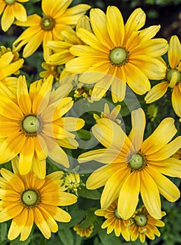 Yellow, Diasy in garden