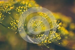 Yellow dill flower. Macro shot