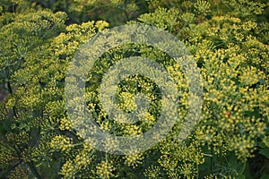 Yellow Dill Inflorescence