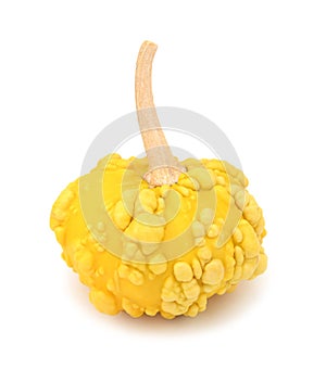 Yellow, disc-shaped ornamental gourd with warty skin for Thanksgiving