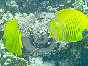 yellow discus fishes in the sea