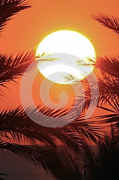 The yellow disk of the sun over the sea framed by branches of palm trees